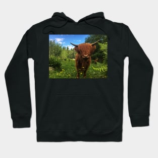 Scottish Highland Cattle Calf 2032 Hoodie